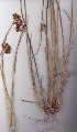  (Cyperus denudatus - AMM5712)  @11 [ ] No Rights Reserved  Unspecified Unspecified