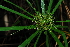  (Cyperus textilus - BS0096)  @11 [ ] CreativeCommons - Attribution Non-Commercial Share-Alike (2011) Olivier Maurin University of Johannesburg