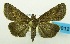  (Lophoptera brunnistis - USNM ENT 00800122)  @15 [ ] Unspecified (default): All Rights Reserved  Unspecified Unspecified