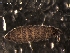  (Ceratophysella denticulata L2 - DAREK-0004)  @14 [ ] Unspecified (default): All Rights Reserved  Unspecified Unspecified