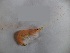  (Nematopalaemon tenuipes - KAK5)  @12 [ ] Copyright (2014) PHCDBS Paul Hebert Centre For DNA Barcoding And Biodiversity Studies