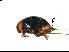  ( - SV4)  @11 [ ] CreativeCommons - Attribution Share-Alike (2019) Unspecified South China Agricultural University, Department of Entomology