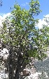  (Fraxinus xanthoxyloides - Ziarat 152)  @11 [ ] Unspecified (default): All Rights Reserved (2019) Shazia Irfan BUITEMS