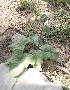  (Phlomoides spectabilis - Ziarat 53)  @11 [ ] Unspecified (default): All Rights Reserved (2019) Shazia Irfan BUITEMS