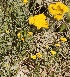  (Achillea wilhelmsii - Ziarat 5)  @11 [ ] Unspecified (default): All Rights Reserved (2019) Shazia Irfan BUITEMS