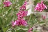 (Salvia hydrangea - Ziarat 97)  @11 [ ] Unspecified (default): All Rights Reserved (2019) Shazia Irfan BUITEMS
