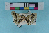  (Coenodomus sp. indet. A - KFBG-LepDNA-00016)  @11 [ ] Copyright (2011) Dr. Pankaj Kumar KFBG