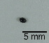  (Stethorus pusillus - LBN108-83)  @11 [ ] c (2023) Unspecified Specimen depository of the Graduate School of Science, Nagoya City University