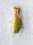  (Tropidomantinae - DXS091)  @11 [ ] CreativeCommons-Attribution Share-Alike (2023) Zhi-jun Zhou Hebei University, Museum