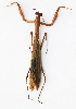  (Tenodera aridifolia brevicollis - GLJ228)  @11 [ ] CreativeCommons-Attribution Share-Alike (2023) Zhi-jun Zhou Hebei University, Museum