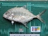  (Carangichthys dinema - DBMF-M656)  @15 [ ] Unspecified (default): All Rights Reserved  Unspecified Unspecified