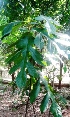  (Artocarpus altilis - MP3962)  @11 [ ] Copyright (2015) PHCDBS Paul Hebert Centre For DNA Barcoding And Biodiversity Studies