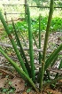  (Sansevieria cylindrica - MP3926)  @11 [ ] Copyright (2015) PHCDBS Paul Hebert Centre For DNA Barcoding And Biodiversity Studies