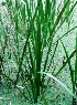  (Acorus calamus - MP3931)  @11 [ ] Copyright (2015) PHCDBS Paul Hebert Centre For DNA Barcoding And Biodiversity Studies