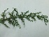  (Artemisia pallens - MP353.1)  @11 [ ] Copyright (2014) PHCDBS Paul Hebert Centre for DNA Barcoding and Biodiversity Studies