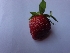  (Fragaria ananasa - MP644)  @11 [ ] Copyright (2013) PHCDBS Paul Hebert Centre for DNA Barcoding and Biodiversity Studies