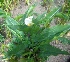  (Zantedeschia aethiopica - MP4178)  @11 [ ] Copyright (2015) PHCDBS Paul Hebert Centre For DNA Barcoding And Biodiversity Studies