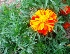  (Tagetes - MP4331)  @11 [ ] Copyright (2015) PHCDBS Paul Hebert Centre For DNA Barcoding And Biodiversity Studies