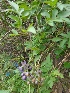  (Solanum lyratum - MP1091.1)  @11 [ ] Copyright (2013) PHCDBS Paul Hebert Centre for DNA Barcoding and Biodiversity Studies