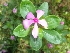  (Vinca - MP1402)  @11 [ ] Copyright (2013) PHCDBS Paul Hebert Centre for DNA Barcoding and Biodiversity Studies