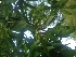  (Elaeocarpus ganitrus - MP150.1)  @11 [ ] Copyright (2014) PHCDBS Paul Hebert Centre for DNA Barcoding and Biodiversity Studies