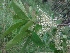  (Elaeocarpus reticulatus - MP1686)  @11 [ ] Copyright (2013) PHCDBS Paul Hebert Centre for DNA Barcoding and Biodiversity Studies