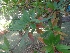  (Elaeocarpus grandiflorus - MP2010)  @11 [ ] Copyright (2014) PHCDBS Paul Hebert Centre For DNA Barcoding And Biodiversity Studies