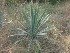  (Agave americana - AP4.1)  @11 [ ] Copyright (2014) G.D. Khedkar Paul Hebert Centre For DNA Barcoding And Biodiversity Studies