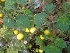  (Solanum aculeatissimum - MP2237)  @11 [ ] Copyright (2014) PHCDB Paul Hebert Centre For DNA Barcoding And Biodiversity Studies