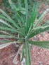  (Pandanus amaryllifolius - MP2367)  @11 [ ] Copyright (2014) PHCDB Paul Hebert Centre For DNA Barcoding And Biodiversity Studies