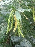  (Prosopis juliflora - MP3318)  @11 [ ] Copyright (2014) PHCDBS Paul Hebert Centre For DNA Barcoding And Biodiversity Studies