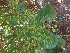  (Premna obtusifolia - MP247)  @11 [ ] Copyright (2014) PHCDBS Paul Hebert Centre fo DNA Barcoding And Biodiversity Studise