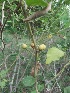 (Solanum Khasianum - MP216)  @11 [ ] Copyright (2014) PHCDBS Paul Hebert Centre fo DNA Barcoding And Biodiversity Studise