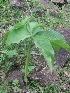  (Arisaema sahyadricum - MP282)  @11 [ ] Copyright (2013) PHCDBS Paul Hebert Centre for DNA Barcoding and Biodiversity Studies