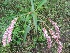  (Persicaria glabra - MP522)  @11 [ ] Copyright (2013) PHCDBS Paul Hebert Centre for DNA Barcoding and Biodiversity Studies