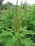  (Amaranthus caudatus - MP515)  @11 [ ] Copyright (2013) PHCDBS Paul Hebert Centre for DNA Barcoding and Biodiversity Studies