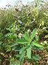  (Crotalaria retusa - MP501)  @11 [ ] Copyright (2013) PHCDBS Paul Hebert Centre for DNA Barcoding and Biodiversity Studies