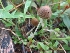  (Agaricus diminutivus - GNP254)  @11 [ ] Copyright (2014) PHCDBS Paul Hebert Centre for DNA Barcoding and Biodiversity Studies