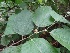  (Grewia tilliaefolia - MP309.1)  @11 [ ] Copyright (2014) PHCDBS Paul Hebert Centre for DNA Barcoding and Biodiversity Studies