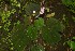  (Begonia cordifolia - WBGA 2)  @11 [ ] Copyright (2016) RHT Rapinat Herbarium and Centre for Molecular Systematics