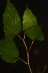  (Begonia fallax - WBGA 3)  @11 [ ] Copyright (2016) RHT Rapinat Herbarium and Centre for Molecular Systematics