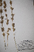  (Cymbopogon jwarancusa - DGC012)  @11 [ ] CreativeCommons - Attribution (2014) Aisha Tahir Centre for Biodiversity Genomics