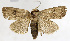  (Athetis pallidipennis - ZZU.NY9)  @11 [ ] CreativeCommons  Attribution Non-Commercial Share-Alike (2023) Unspecified University of Zhengzhou