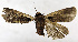  (Dichagyris triangularis - ZZU.SRS12)  @11 [ ] CreativeCommons  Attribution Non-Commercial Share-Alike (2023) Unspecified University of Zhengzhou