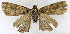  (Anaplectoides virens - ZZU.SRS4)  @11 [ ] CreativeCommons  Attribution Non-Commercial Share-Alike (2023) Unspecified University of Zhengzhou