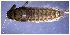  (Fittkauneuria adusta - DBO-046)  @12 [ ] CreativeCommons - Attribution Non-Commercial Share-Alike (2016) Fabiana C. Massariol Universidade Federal do Espírito Santo