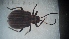  (ChrysSA sp. 62 - DCVS-167)  @14 [ ] Copyright (2013) Unspecified Unspecified