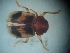  (ChrysSA sp. 68 - DCVS-179)  @13 [ ] Copyright (2013) Unspecified Unspecified