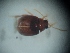  (ChrysSA sp. 70 - DCVS-183)  @13 [ ] Copyright (2013) Unspecified Unspecified