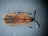  (ChrysSA sp. 71 - DCVS-184)  @13 [ ] Copyright (2013) Unspecified Unspecified